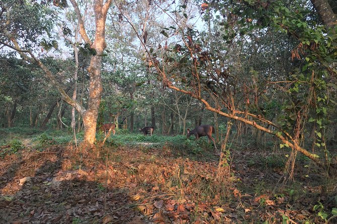 1 Night 2 Days Chitwan Jungle Safari Tour from Kathmandu - Chitwan in one night: a quick taste of the Terai