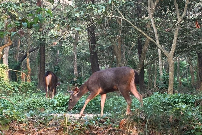 1 Night 2 Days Chitwan Jungle Safari Tour from Kathmandu - The timing problem you should take seriously