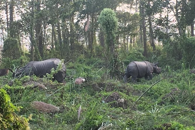 1 Night 2 Days Chitwan Jungle Safari Tour from Kathmandu - Arriving in Chitwan and settling at the resort