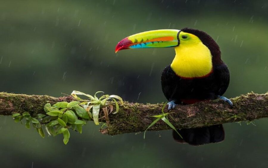 3-Day Chitwan Jungle Safari Adventure From Kathmandu/Pokhara - Why Chitwan works well for a short wildlife trip