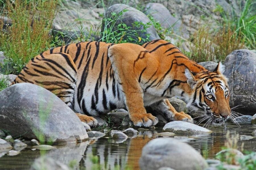 3-Day Chitwan Jungle Safari Adventure From Kathmandu/Pokhara - Who will enjoy this Chitwan plan most