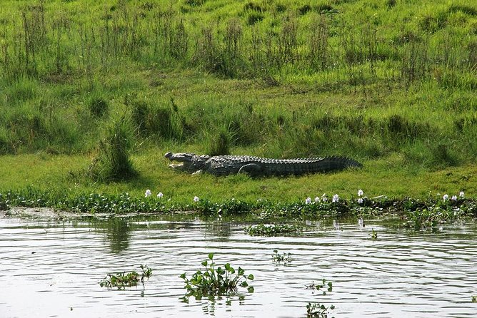 3-Day Chitwan Jungle Safari Tour from Kathmandu - Jeep safari, nature trails, and the search for rhinos