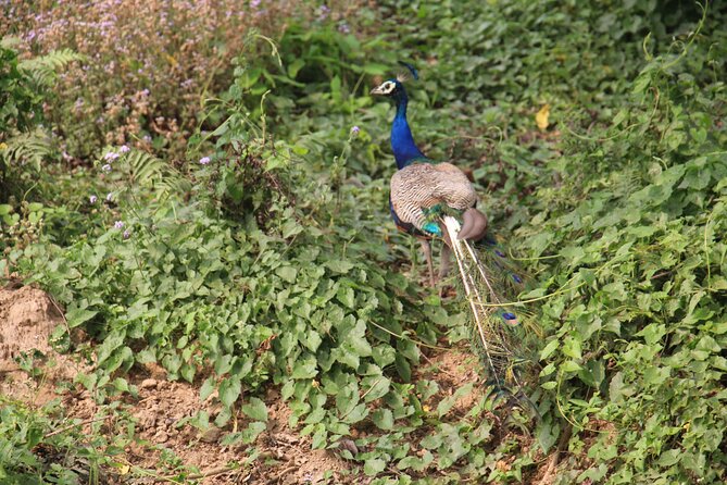 3-Day Chitwan National Park Jungle Safari Tour Package with Pick Up - Two nights at a practical three-star lodge