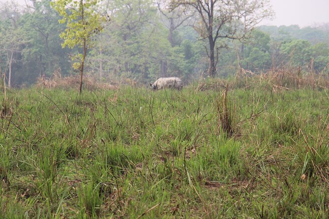 3-Day Chitwan National Park Jungle Safari Tour Package with Pick Up - Jeep safari, jungle walk, and wildlife chances
