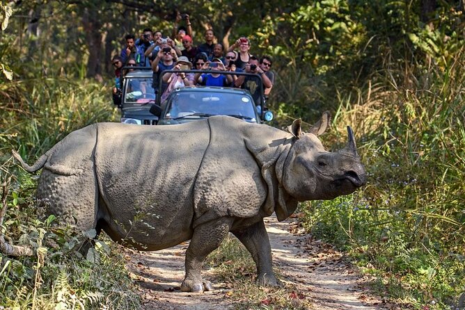 3-Day Chitwan National Park Jungle Safari Tour Package with Pick Up - Bird watching in the early morning