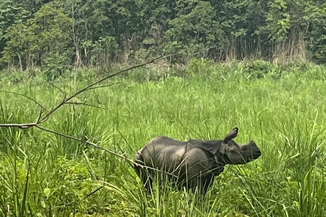 3-Day Guided Safari Tour in Chitwan National Park in Nepal - Day 1: Arrival, Tharu village, and the first safari