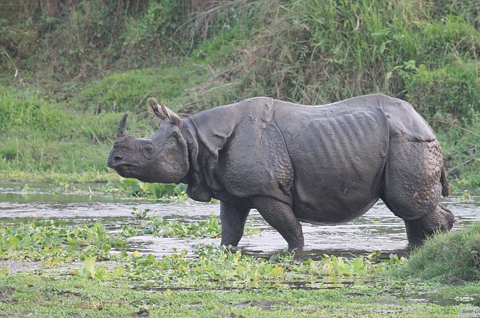 3 Days Jungle Safari in Chitwan National Park - The three-hour Chitwan jeep safari