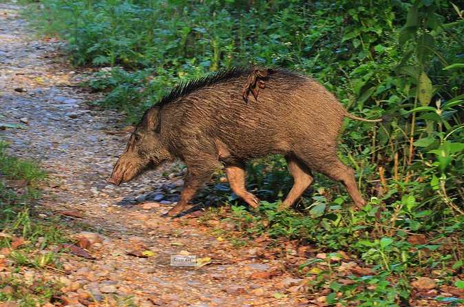 3 Days Jungle Safari in Chitwan National Park - Dinner and a Tharu stick dance
