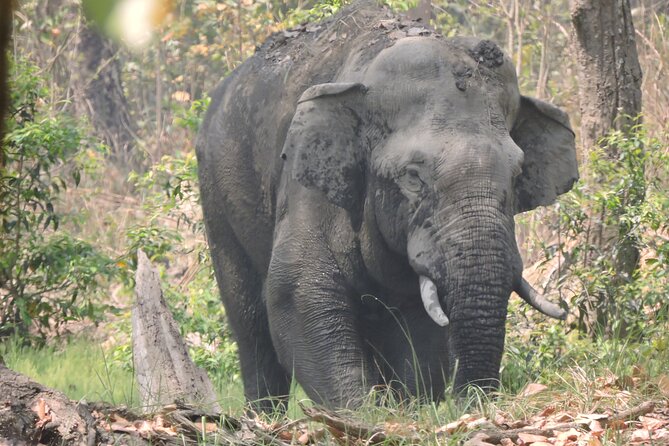 3 Nights 4 Days Bardia Tiger Tracking Tour | Bardia Jungle Safari - Why Bardia suits a tiger-focused safari