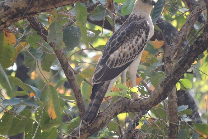 3 Nights 4 Days Bardia Tiger Tracking Tour | Bardia Jungle Safari - Day three: walking through jungle, grassland, and river areas