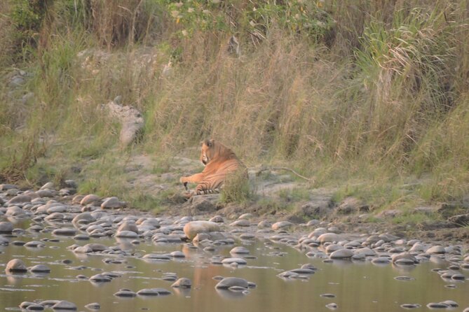 3 Nights 4 Days Bardia Tiger Tracking Tour | Bardia Jungle Safari - Accommodation and meals at Rhino Lodge Bardia