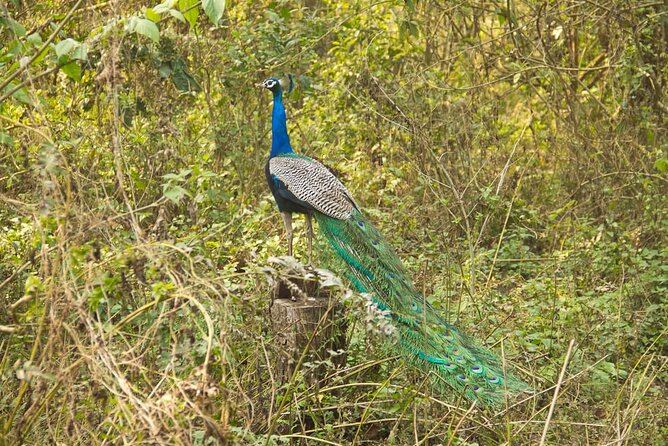 3 Nights 4 Days Chitwan National Park with Tower Night Stay - The tower night: more atmosphere, less polish