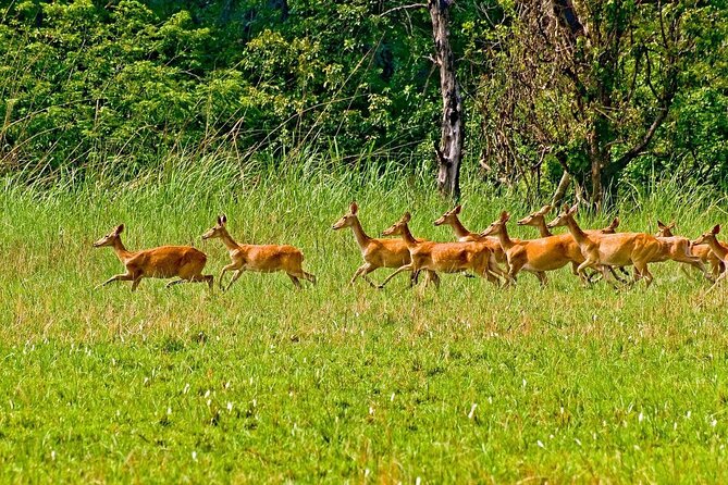 3 Nights 4 Days Chitwan National Park with Tower Night Stay - Day One: Kathmandu or Pokhara to Chitwan