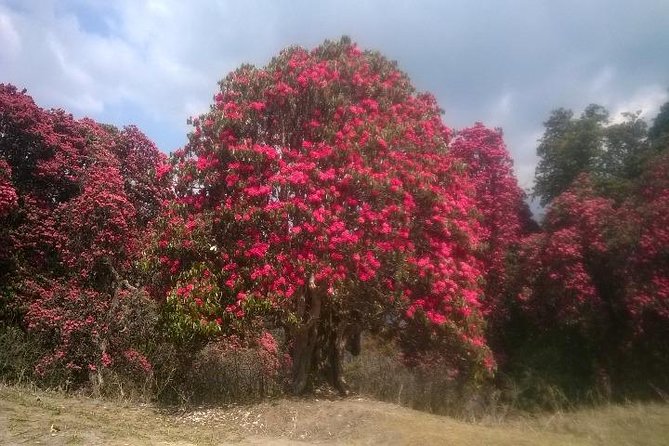 Annapurna Base Camp Trek - 11 Days - Returning through the Modi Khola valley