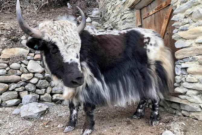 Annapurna Circuit Trek - Day 6: Acclimatization in Manang