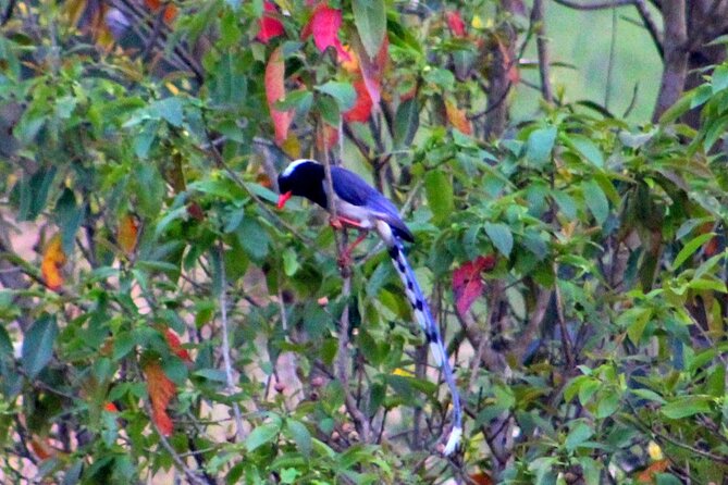 Changunarayan Hill to Telkot Hike Near Kathmandu Day Tour - What $95 includes, and what it leaves out