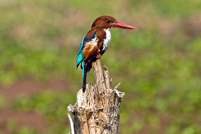 Chitwan 2 Nights All Inclusive Jungle Safari Tour - Why Chitwan makes a good break from Kathmandu
