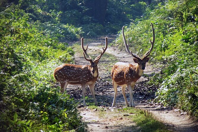 Chitwan 2 Nights All Inclusive Jungle Safari Tour - Day 2 on the Narayani River