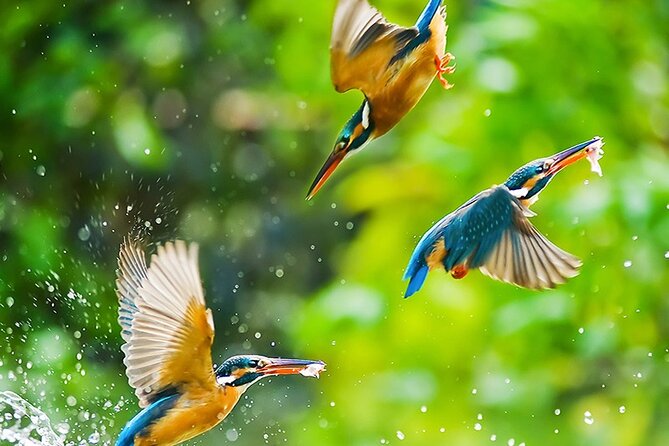 Chitwan 2 Nights All Inclusive Jungle Safari Tour - Chitwan National Park by jeep and on foot