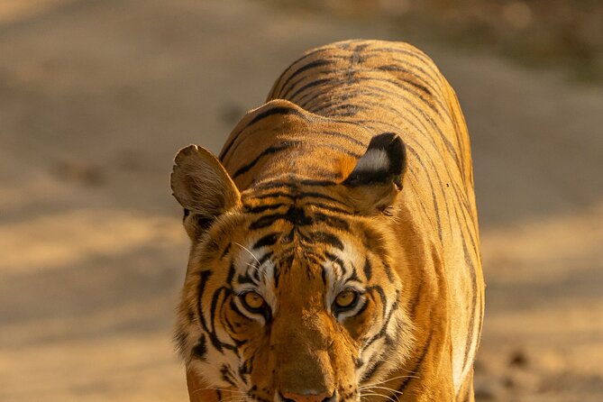 Chitwan National Park Tour - Private service and help from Vyas Treks & Expedition