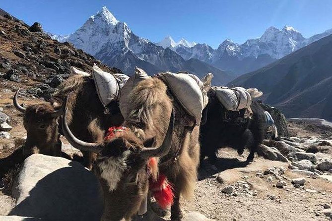 Everest Base Camp Trek 12 Days – Best Himalayan Adventure - Tea houses keep the trek practical