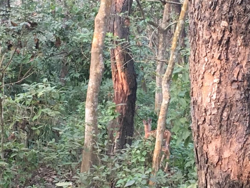From Chitwan : Half Day Jeep Safari Tour - The park entrance is the start of the real adventure