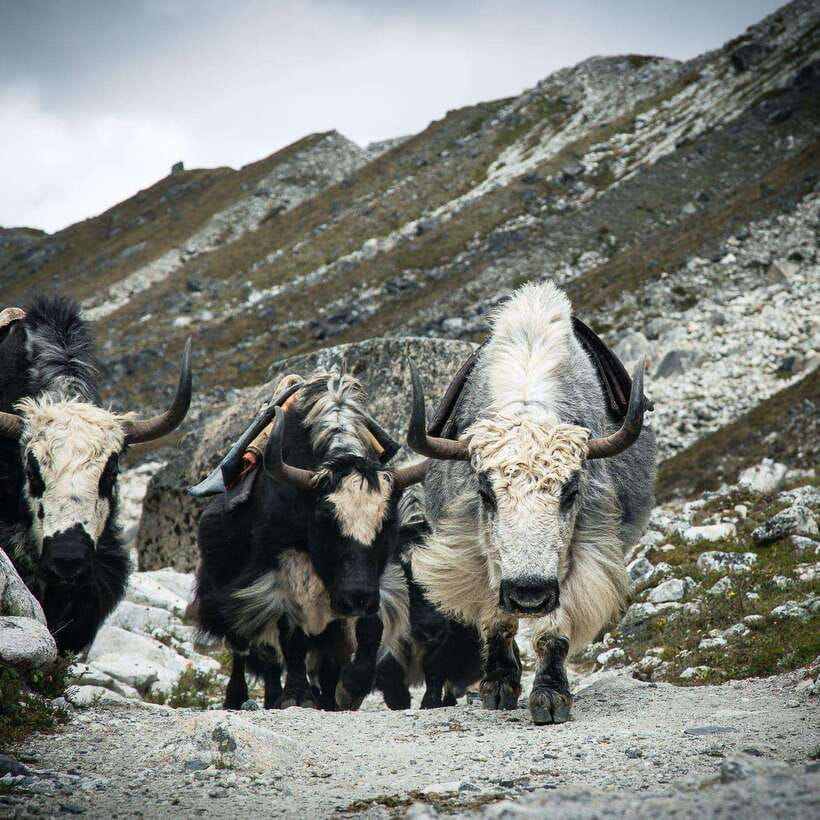From Kathmandu: Guided Everest Base Camp Trek - Day 7: Lobuche brings you into glacial country