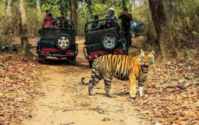 From Kathmandu/Pokhara: 2, 3, or 4-Day Chitwan Jungle Safari