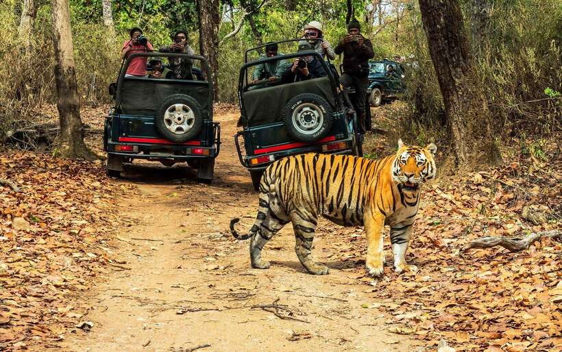 From Kathmandu/Pokhara: 2, 3, or 4-Day Chitwan Jungle Safari - Day One: Lunch, Tharu Culture, and Sunset