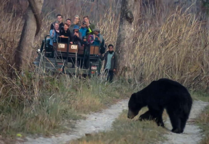 From Kathmandu/Pokhara: 3-Day Chitwan National Park Tour - Your first afternoon in Sauraha