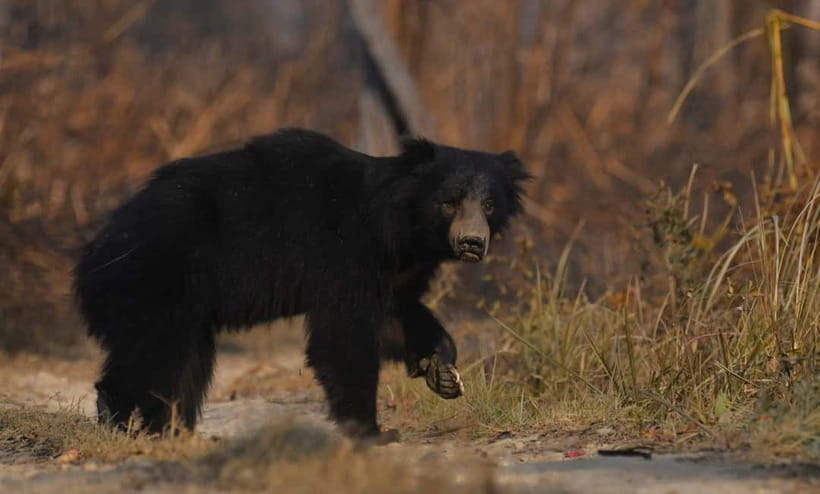From Kathmandu/Pokhara: 3-Day Chitwan National Park Tour - Walking through the forest and visiting the elephant centre