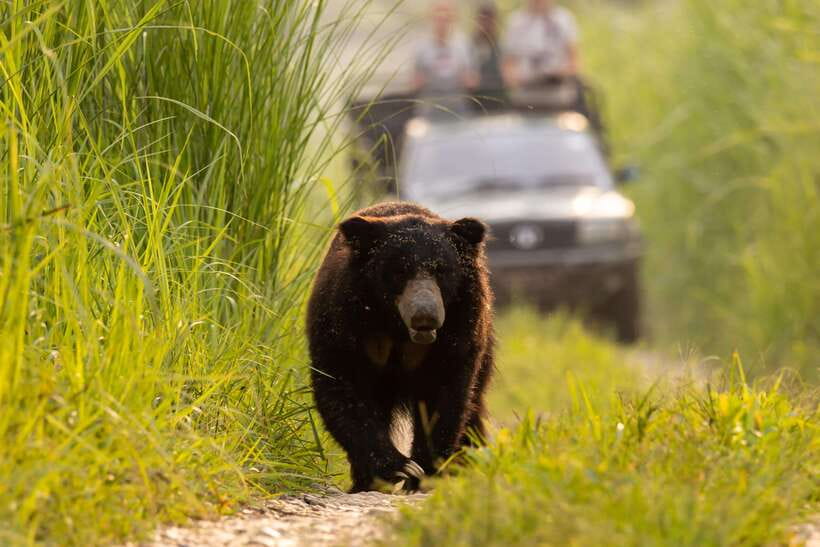 From Kathmandu/Pokhara: 3-Day Chitwan National Park Tour - The afternoon jeep safari