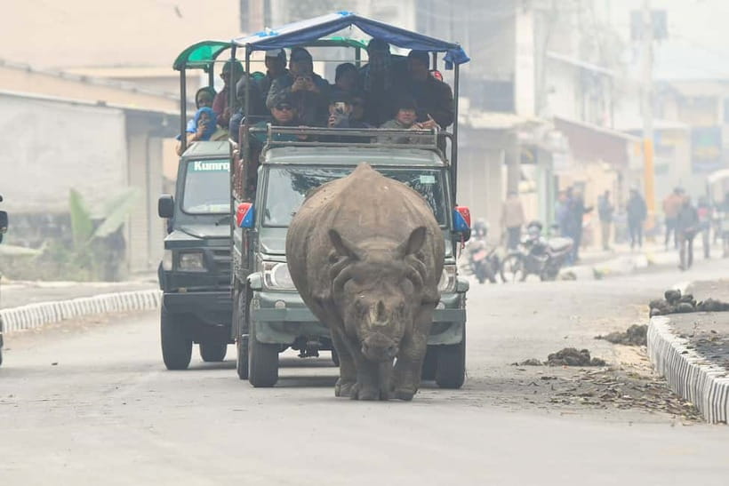 From Kathmandu/Pokhara: 3-Day Chitwan National Park Tour - What wildlife sightings may look like