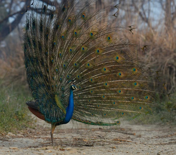 From Kathmandu/Pokhara: 3-Day Chitwan National Park Tour - Who will enjoy this three-day plan