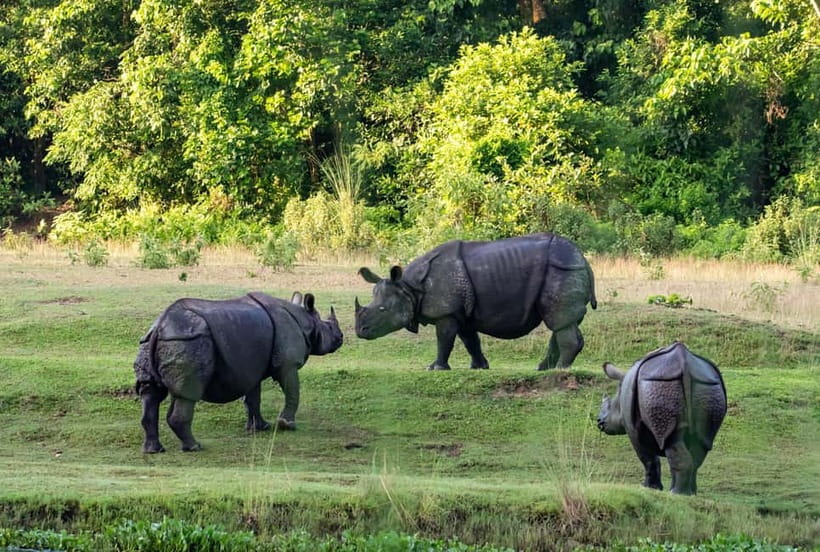 From Kathmandu/Pokhara: 3-Day Chitwan National Park Tour - Practical ways to make the most of Chitwan