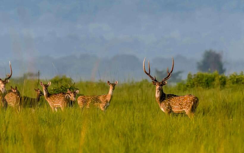 From Kathmandu/Pokhara: 3-Day Chitwan National Park Tour - Canoeing for crocodiles and water birds