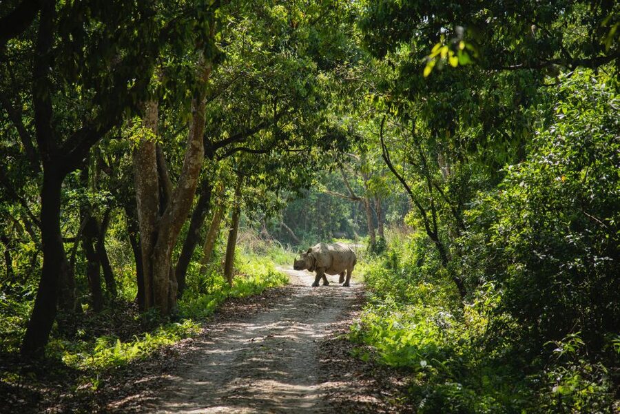 From Kathmandu/Pokhara: Private 3-Day Chitwan Safari Tour - Reaching Chitwan from Kathmandu or Pokhara