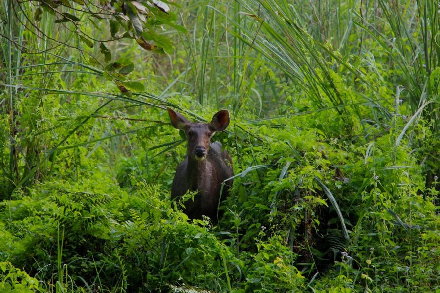 From Kathmandu/Pokhara: Private 3-Day Chitwan Safari Tour - Lodging, meals, and the level of comfort