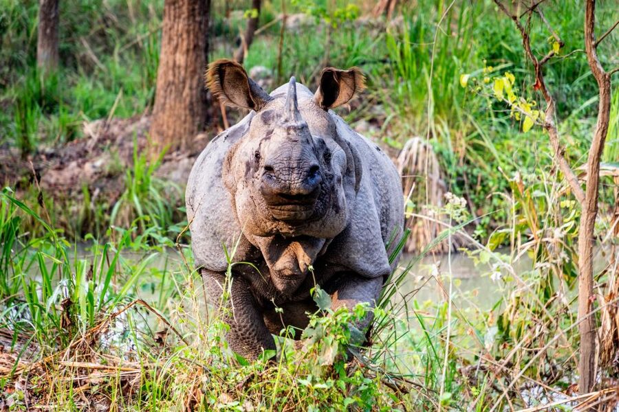From Kathmandu/Pokhara: Private 3-Day Chitwan Safari Tour - Who should book this Chitwan safari?