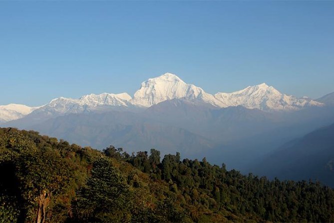 Ghorepani Poon Hill Trek - Forest trails from Ulleri to Ghorepani