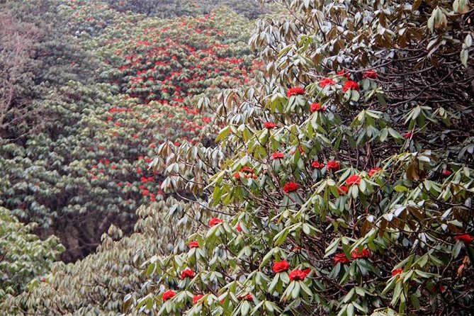 Ghorepani Poon Hill Trek - Tadapani and the return through Ghandruk