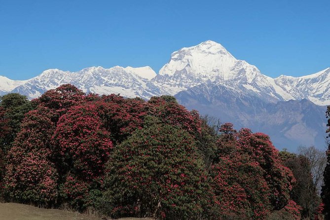 Ghorepani Poonhill Trek -8 Days - Day 4: Ulleri to Ghorepani through rhododendron forest