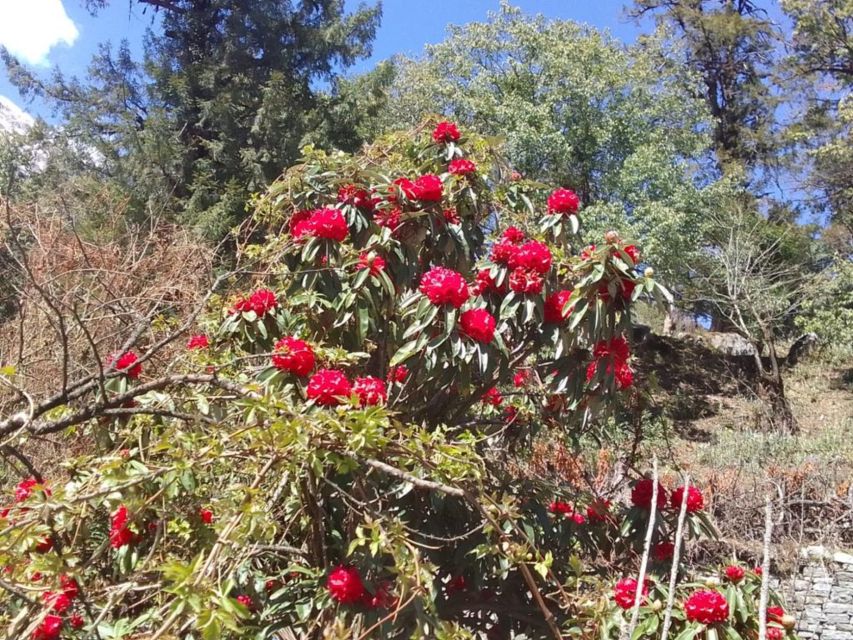 Kathmandu: 10-Day Adventurous Annapurna Circuit Trek - Day 5: A full acclimatization day in Manang