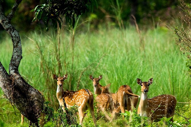 Kathmandu 2 Nights 3 Days Chitwan Jungle Safari Tour - Tharu village life and an evening dance