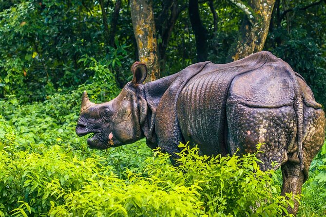 Kathmandu 2 Nights 3 Days Chitwan Jungle Safari Tour - What the $190 package really includes
