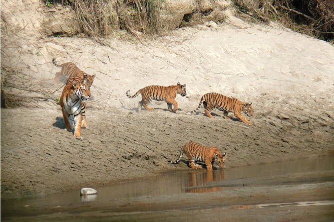 Kathmandu 2 Nights 3 Days Chitwan Jungle Safari Tour - The return to Kathmandu on day three