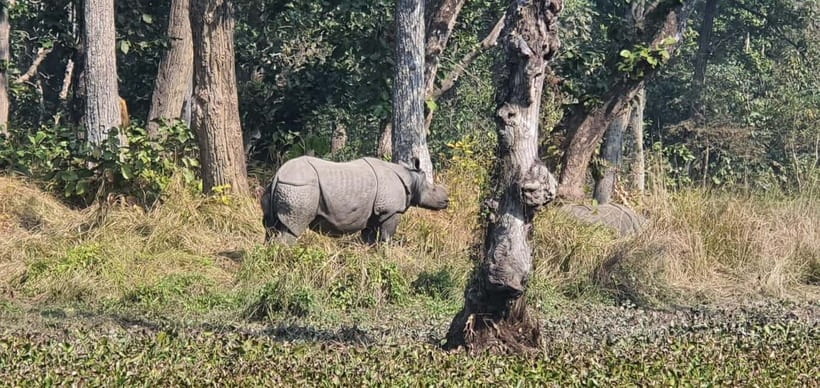 Kathmandu: 3-Day Chitwan Safari Tour with Hotel Transfers - Day 2: Canoes, crocodiles, and a long jeep safari