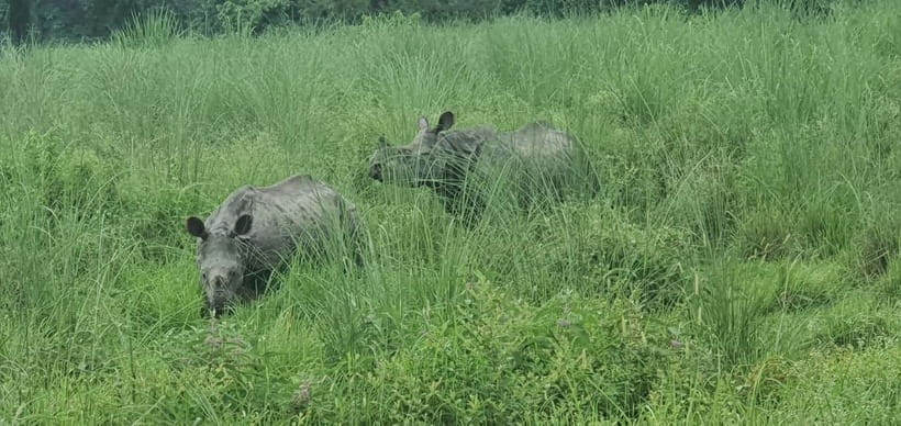 Kathmandu: 3-Day Chitwan Safari Tour with Hotel Transfers - The Tharu village and cultural evening