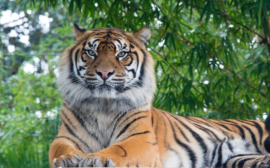 Kathmandu: 4-Day Private Chitwan National Park Safari Tour - Day four: one last nature walk and the road onward