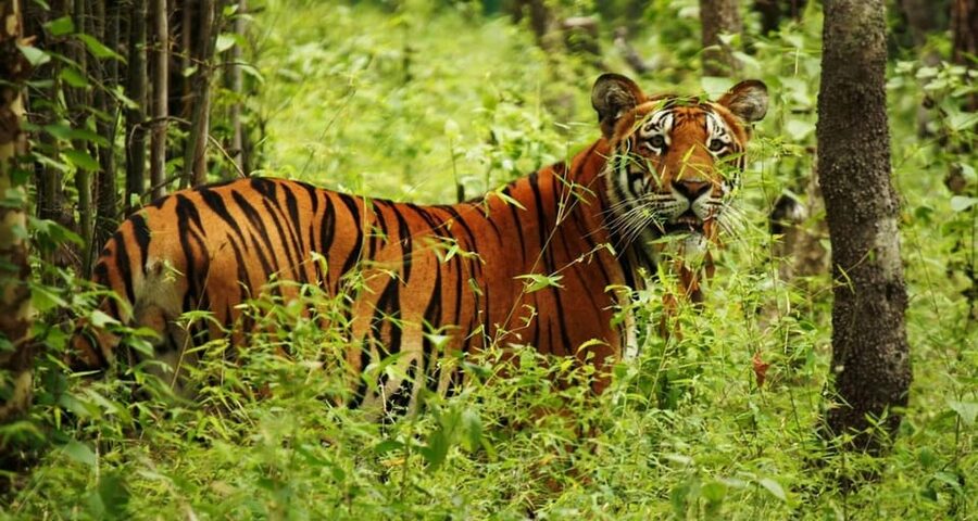 Kathmandu: 4-Day Private Chitwan National Park Safari Tour - The accommodation and food side of the trip